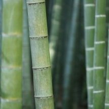 Bambu reúne propriedades que ampliam seu uso no lar - DINO