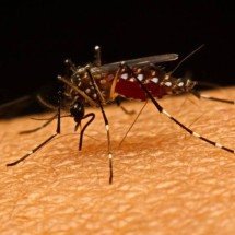 O que é a chikungunya? Autorização de vacina no Brasil reacende alerta sobre sintomas e transmissão - Portal Giro 10