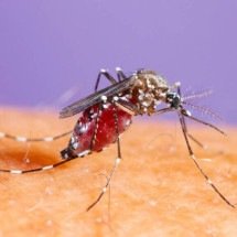 Dengue, zika ou chikungunya? Entenda o que muda em sintomas, riscos e tratamento  - Portal Giro 10