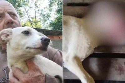 Cachorra de três meses é encontrada morta em Tubarão, Santa Catarina -  (crédito: Reprodução/Instagram)