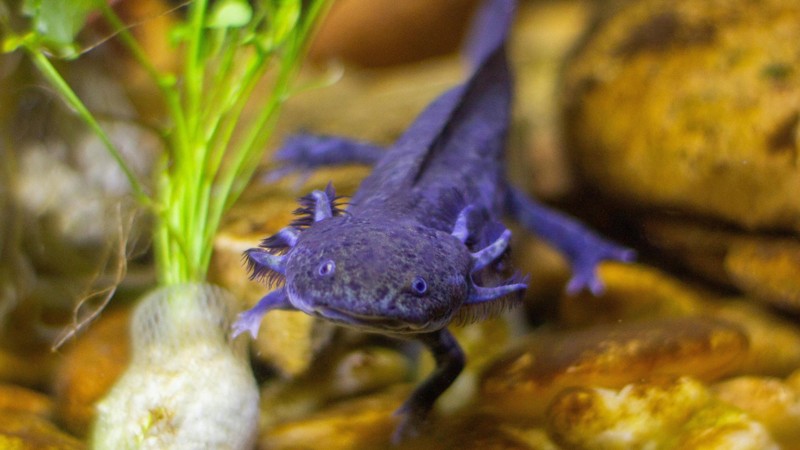 Axolotes, anfíbios com brânquias externas e um sorriso peculiar, destacam-se como um dos pets inusitados que fascinam a internet. - (crédito: Pexels/ Raphael Brasileiro)