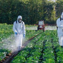 O aroma da chuva esconde um segredo: microrganismos do solo que produzem toxinas contra insetos - Portal Giro 10