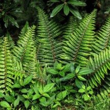 Silêncio enganoso: a biologia das plantas e sua surpreendente sensibilidade ao som e às vibrações - Portal Giro 10