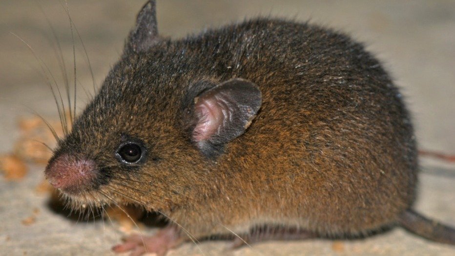 Roedores silvestres s&atilde;o os principais transmissores do hantav&iacute;rus, que pode ter a cepa Andina transmitida entre humanos. -  (crédito: FP PHOTO /  State-Protected Natural Areas (Sernanp))