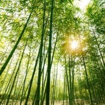 Os ensinamentos do Bambu  A planta símbolo do Reiki - Wemystic