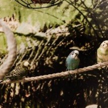 Papagaios pensam? A ciência mostra como aves psitacídeas rivalizam com primatas em memória, linguagem e cognição social - Portal Giro 10