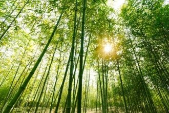 Os ensinamentos do Bambu  A planta símbolo do Reiki