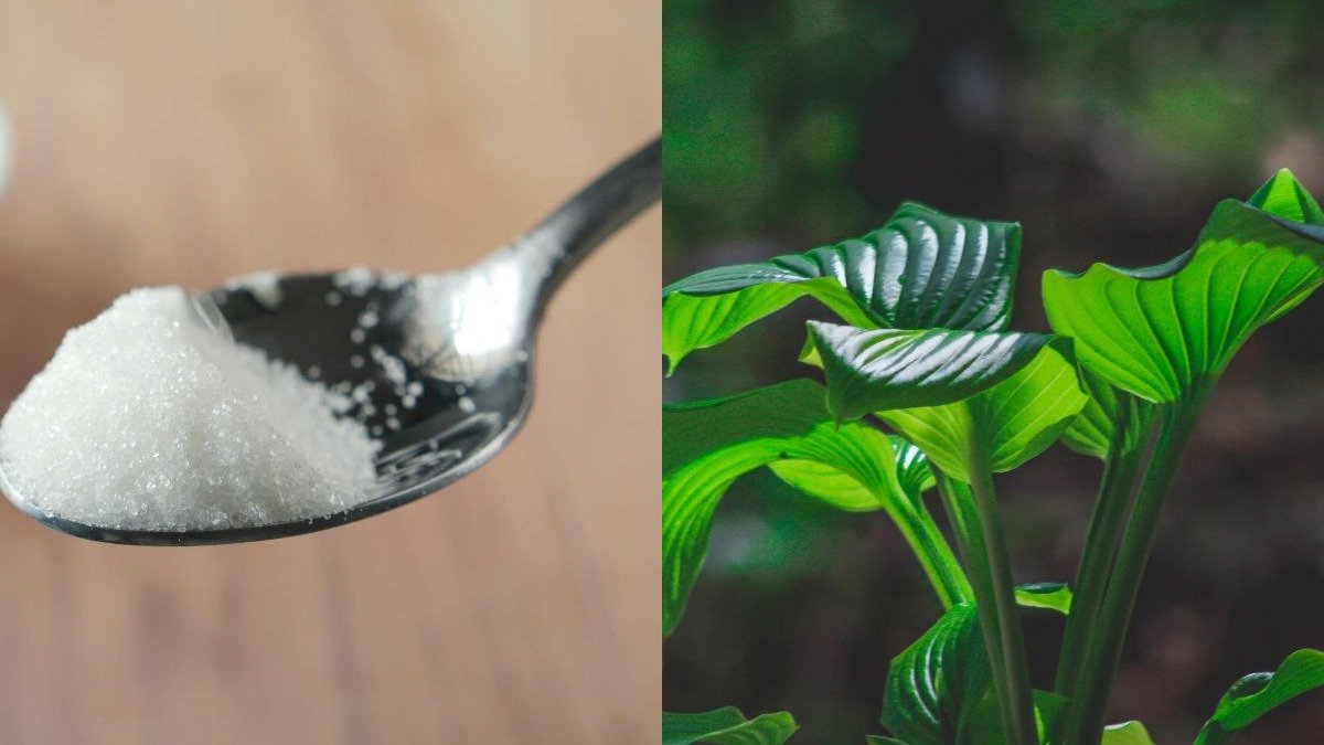 Açúcar nas plantas: o truque caseiro que vai turbinar seu jardim