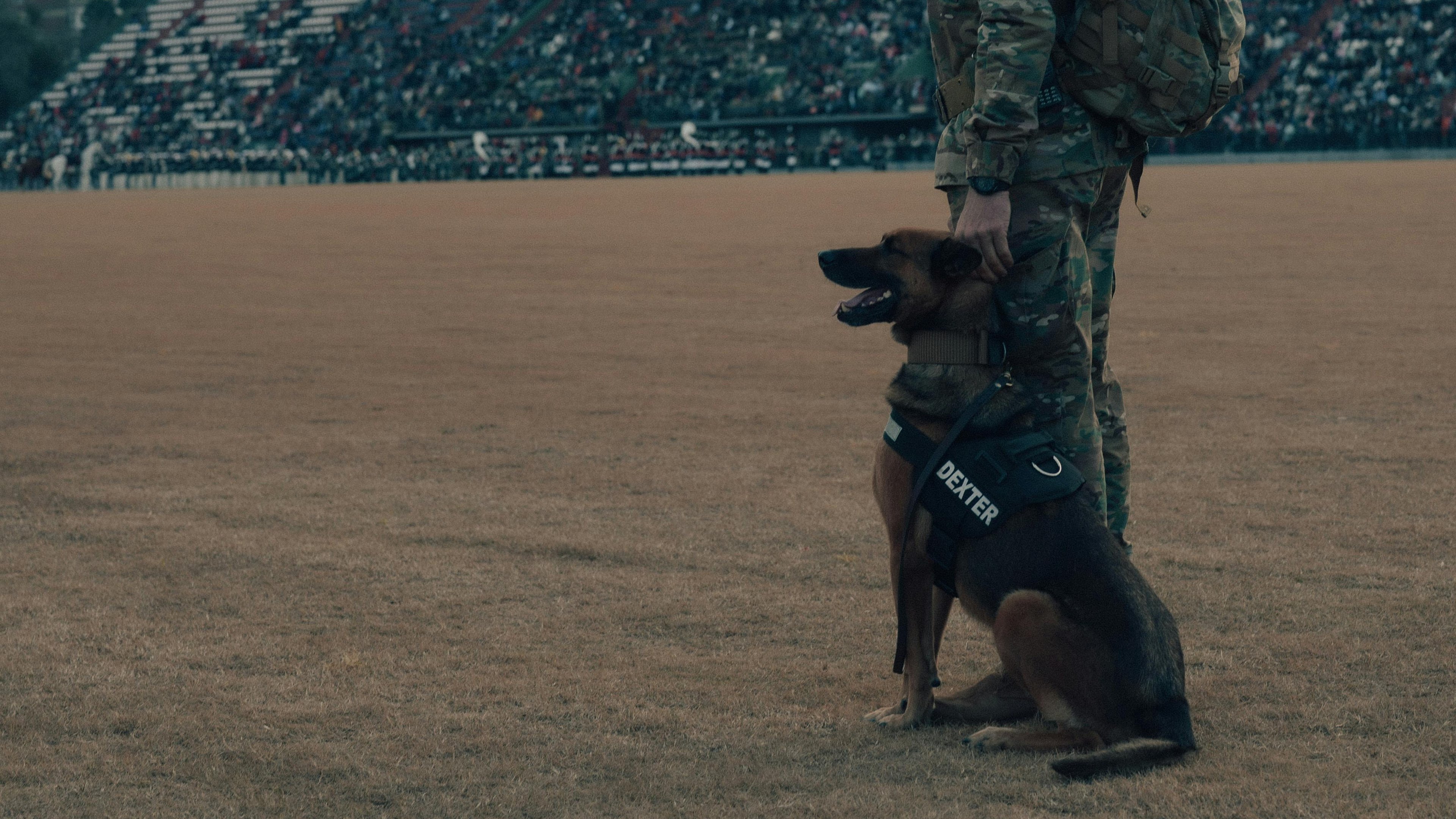 Cão policial: veja as raças mais usadas e como é o treinamento deles - Pexels/ Guillermo Berlin