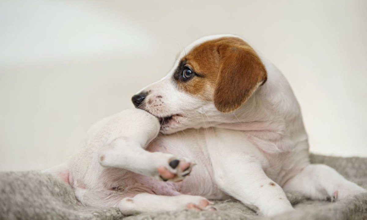 Pulgas em casa? Guia para eliminar a praga sem prejudicar seu pet - ulkas de Getty Images