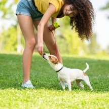 Como cães enxergam o tempo pelo olfato e usam cheiros para prever o passado e antecipar o futuro - Portal Giro 10
