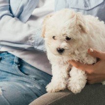 Visão animal desvendada: por que cães e gatos veem o mundo de forma tão diferente da nossa - Portal Giro 10