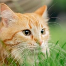 Gato é diagnosticado errado e tutora recebe R$5.000 de indenização - Envato Elements / Imagem ilustrativa)