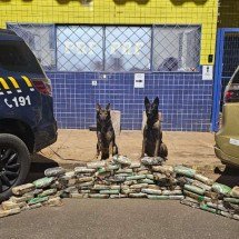 PRF apreende droga escondida em pneus de caminhão na BR-365 - PRF