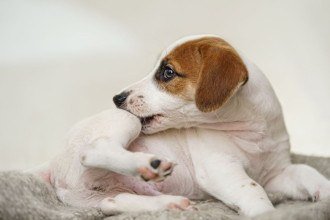 Pulgas em casa? Guia para eliminar a praga sem prejudicar seu pet