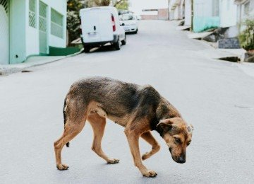 Cachorros que vivem nas ruas podem estar perdidos ou em situa&ccedil;&atilde;o de risco, exigindo que a popula&ccedil;&atilde;o saiba a quem contatar para ajuda e resgate. -  (crédito: Pexels/ Marcella So&aacute;res)