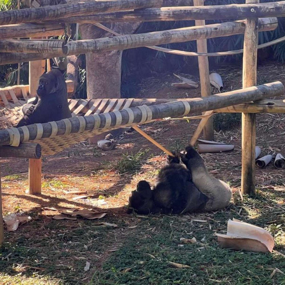 Fotos: o segredo para nunca mais 'perder' seu animal favorito no Zoo de BH