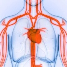 Por dentro da maior artéria do corpo humano: a importância da aorta na circulação sanguínea - Portal Giro 10