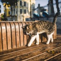 Como o “slow blink”, o piscar lento, funciona como sorriso dos gatos? - Portal Giro 10