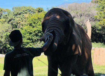 Sob as orientações da equipe de bem-estar animal, a equipe de nutrição do Zoo de BH, rotineiramente, prepara e oferta algumas refeições dos animais de forma diferenciada -  (crédito: Edésio Ferreira/EM/D.A Press)