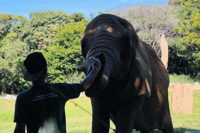Sob as orientações da equipe de bem-estar animal, a equipe de nutrição do Zoo de BH, rotineiramente, prepara e oferta algumas refeições dos animais de forma diferenciada -  (crédito: Edésio Ferreira/EM/D.A Press)