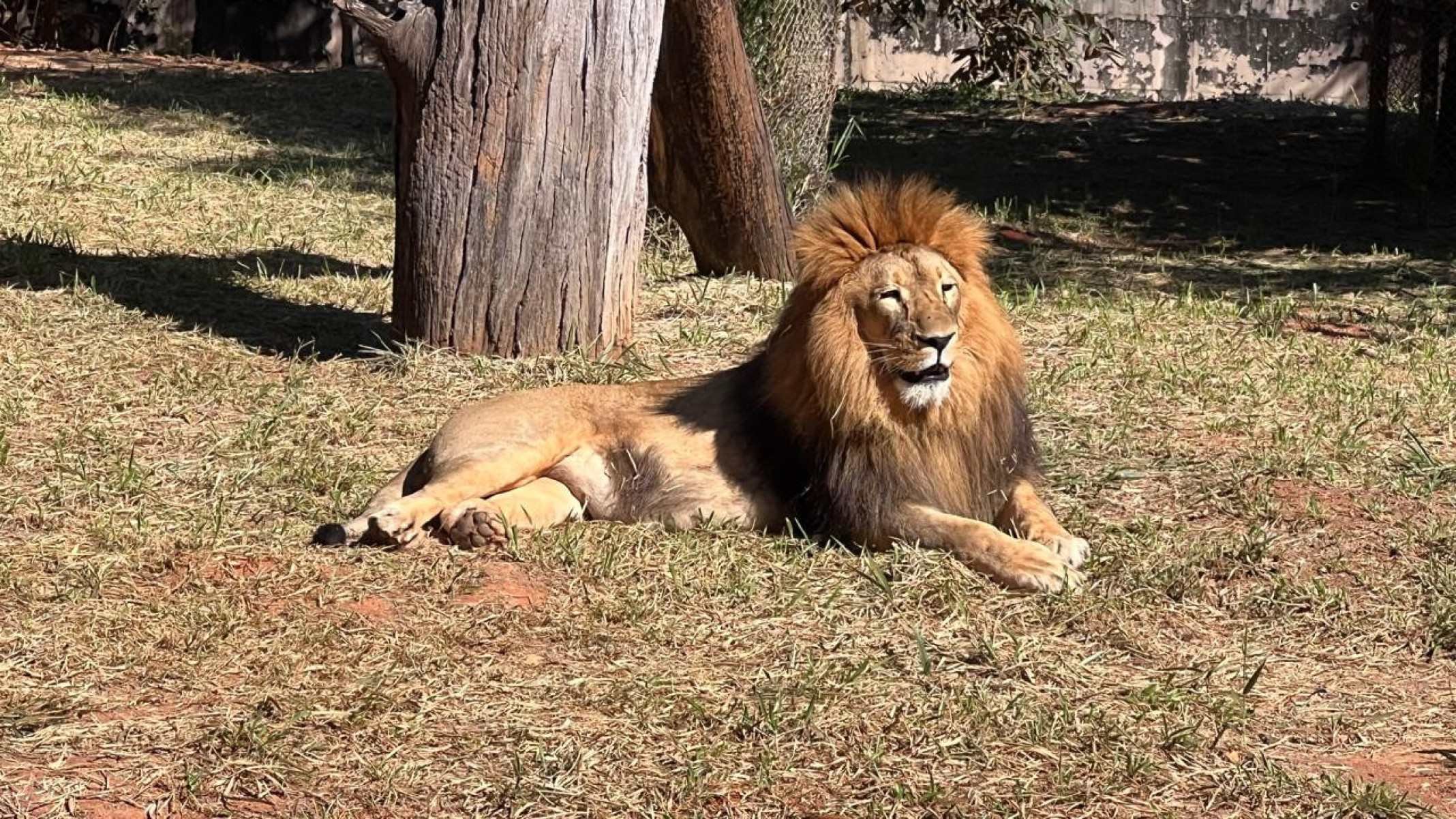 A PBH informa que será divulgada, toda quinta-feira, no site do Jardim Zoológico, a programação de enriquecimento nutricional para os animais 