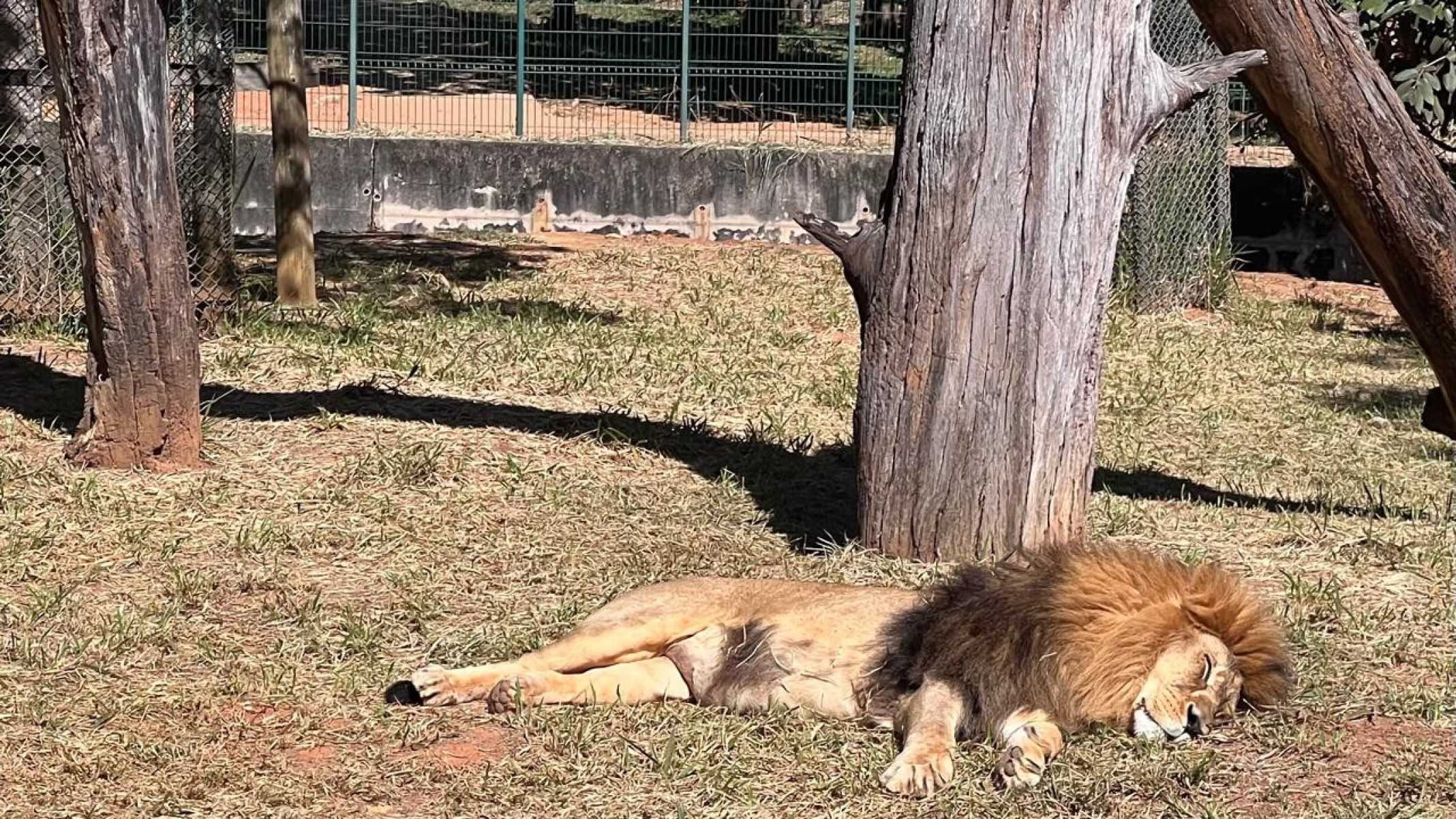 O objetivo é permitir que o visitante possa se ajustar à rotina da instituição e dos animais para ter mais chances de ver as espécies favoritas