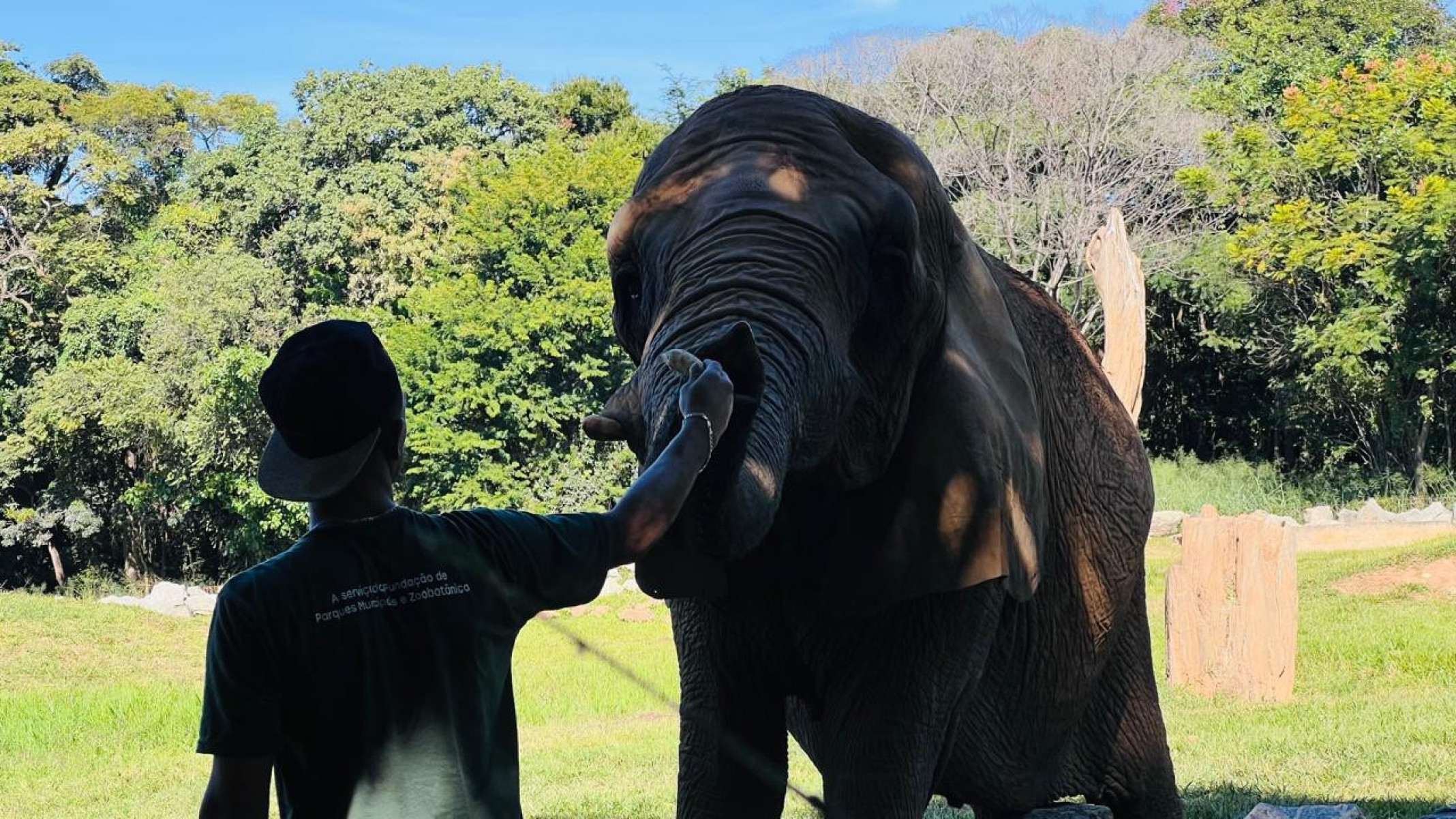 Sob as orientações da equipe de bem-estar animal, a equipe de nutrição do Zoo de BH, rotineiramente, prepara e oferta algumas refeições dos animais de forma diferenciada