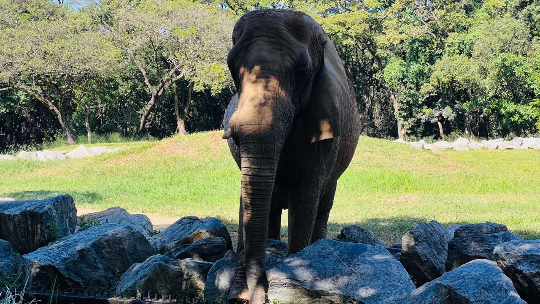 Cada animal possui uma dieta própria, que atende às necessidades daquela espécie e cujas quantidades são dimensionadas pela equipe técnica