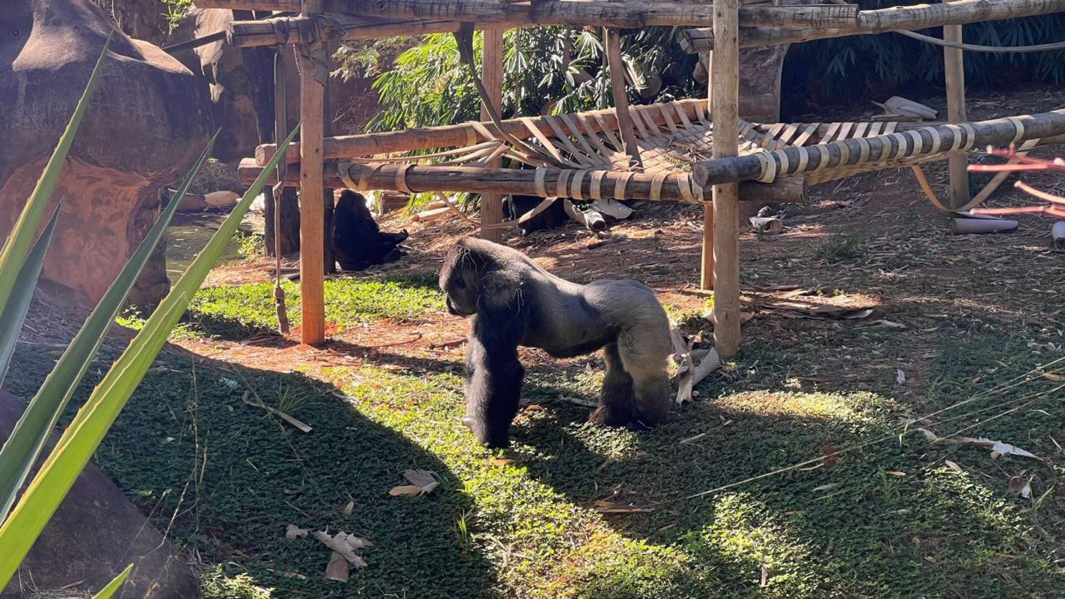 Atualmente, a instituição mantém sob seus cuidados 3.500 animais de 204 espécies distintas, distribuídas em 292 recintos ambientados