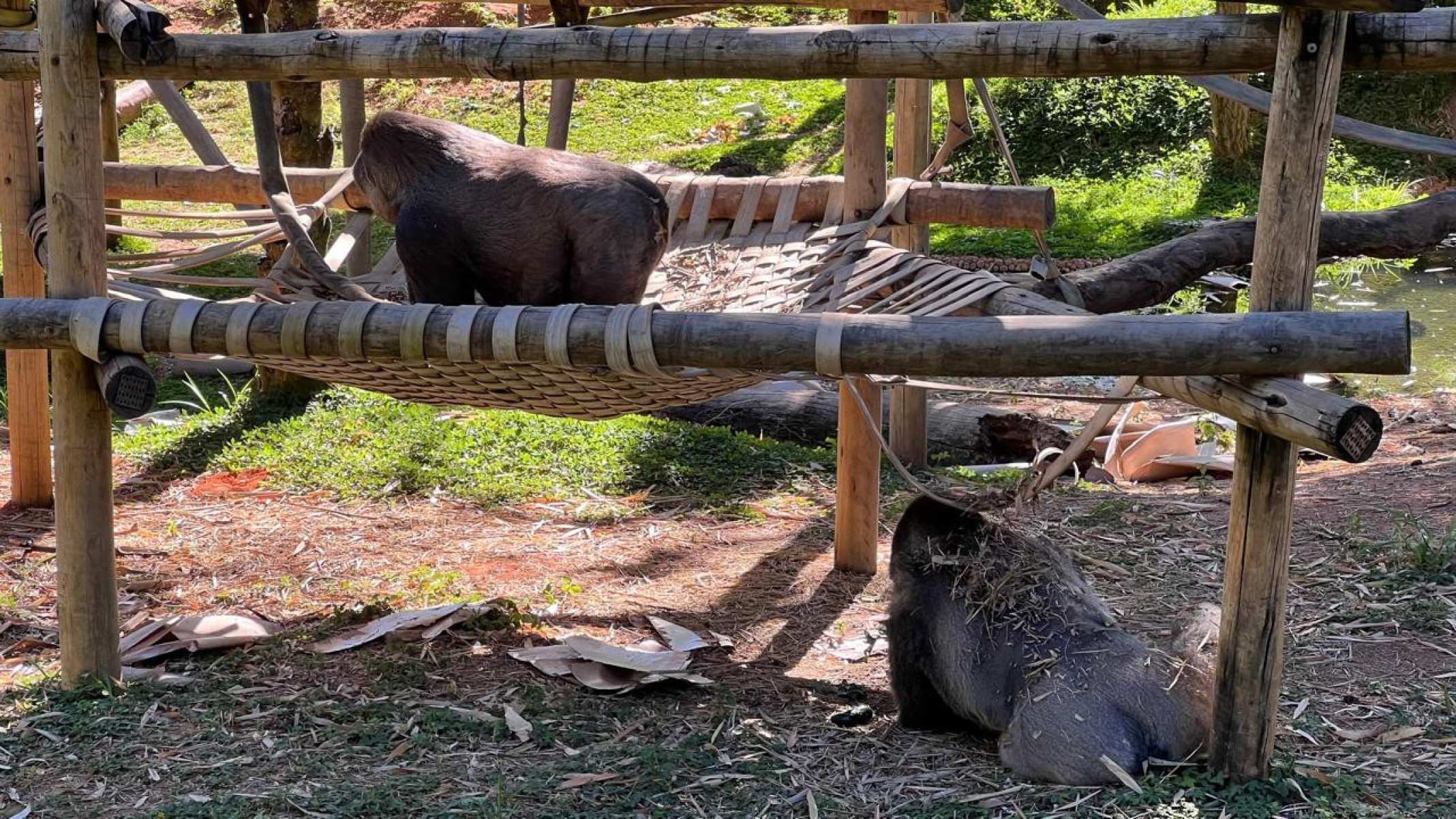 O Jardim Zoológico de Belo Horizonte foi inaugurado em 25 de janeiro de 1959
