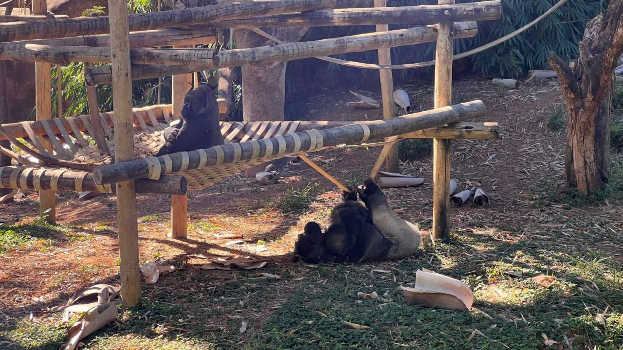Em alguns momentos do dia, o animal pode preferir passar longas horas recolhido-Edésio Ferreira/EM/D.A Press