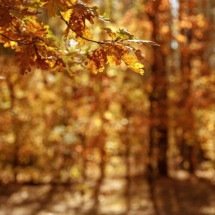 Do verde ao dourado: a estratégia inteligente das árvores para economizar energia antes do inverno - Portal Giro 10