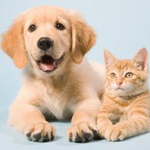 Abandono de animais é crime e segue em alta no Brasil - DINO