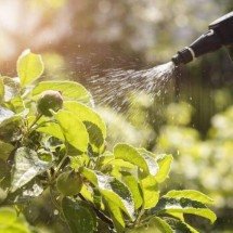 Estudos investigam possível ligação entre pesticidas e aumento de câncer intestinal em pessoas com menos de 50 anos - Portal Giro 10
