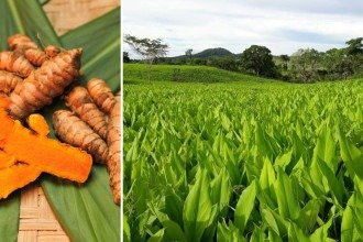 Terroir brasileiro transforma produtos regionais em identidade e experiência turística
