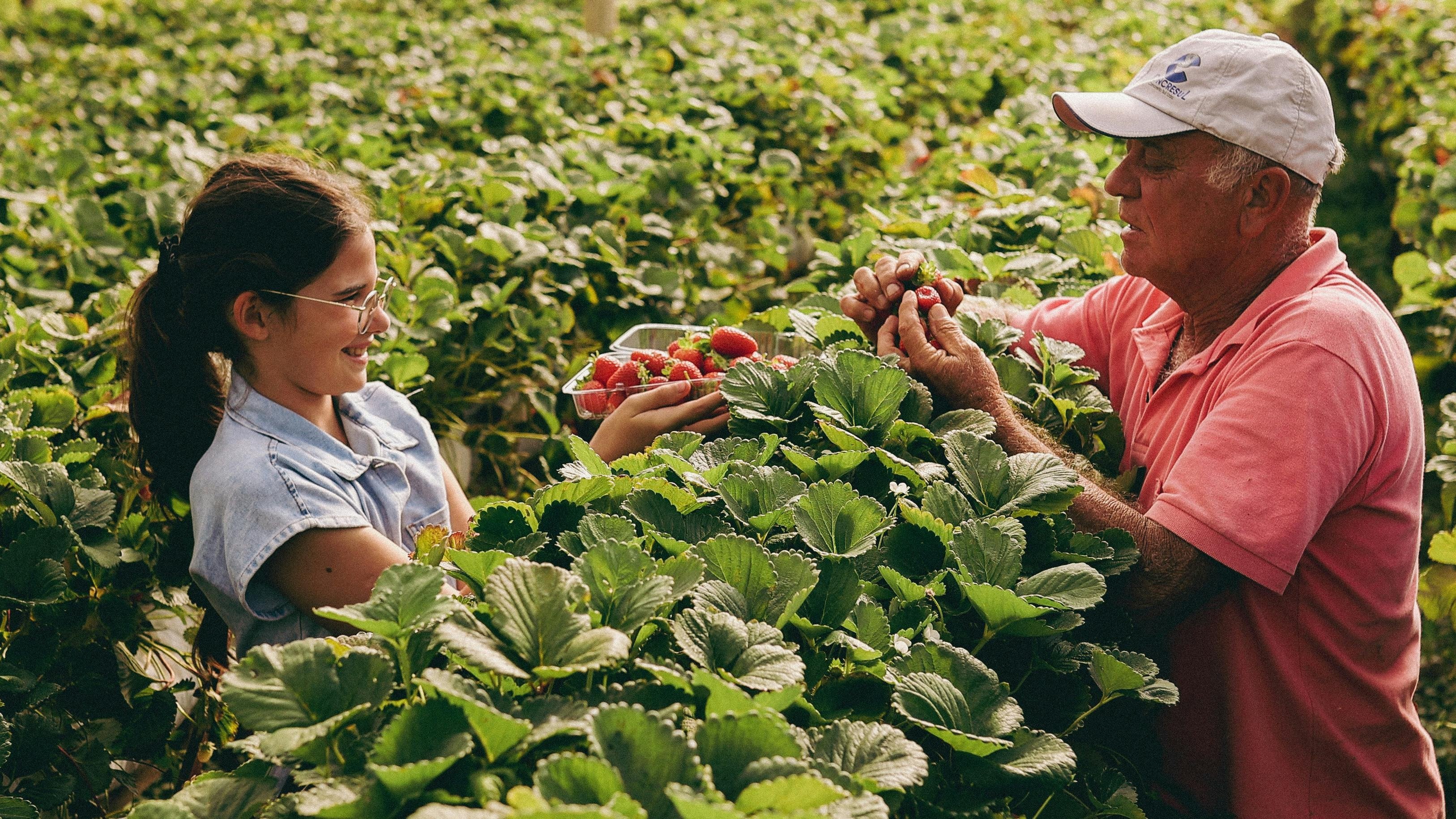 Do campo à sua mesa: conheça o caminho do alimento que você come