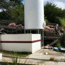 Caminhão com carga de porcos capota na Grande BH e mata mulher grávida - Reprodução/CBMMG