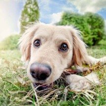 Por que cães comem grama? Ciência explica instinto, dieta, tédio e quando o comportamento é normal ou preocupante - Portal Giro 10