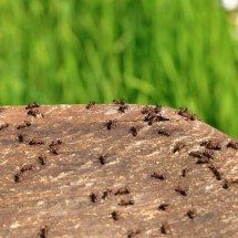 Limpeza no mundo dos insetos: como formigas escovam outras para sobreviver a fungos e parasitas - Portal Giro 10