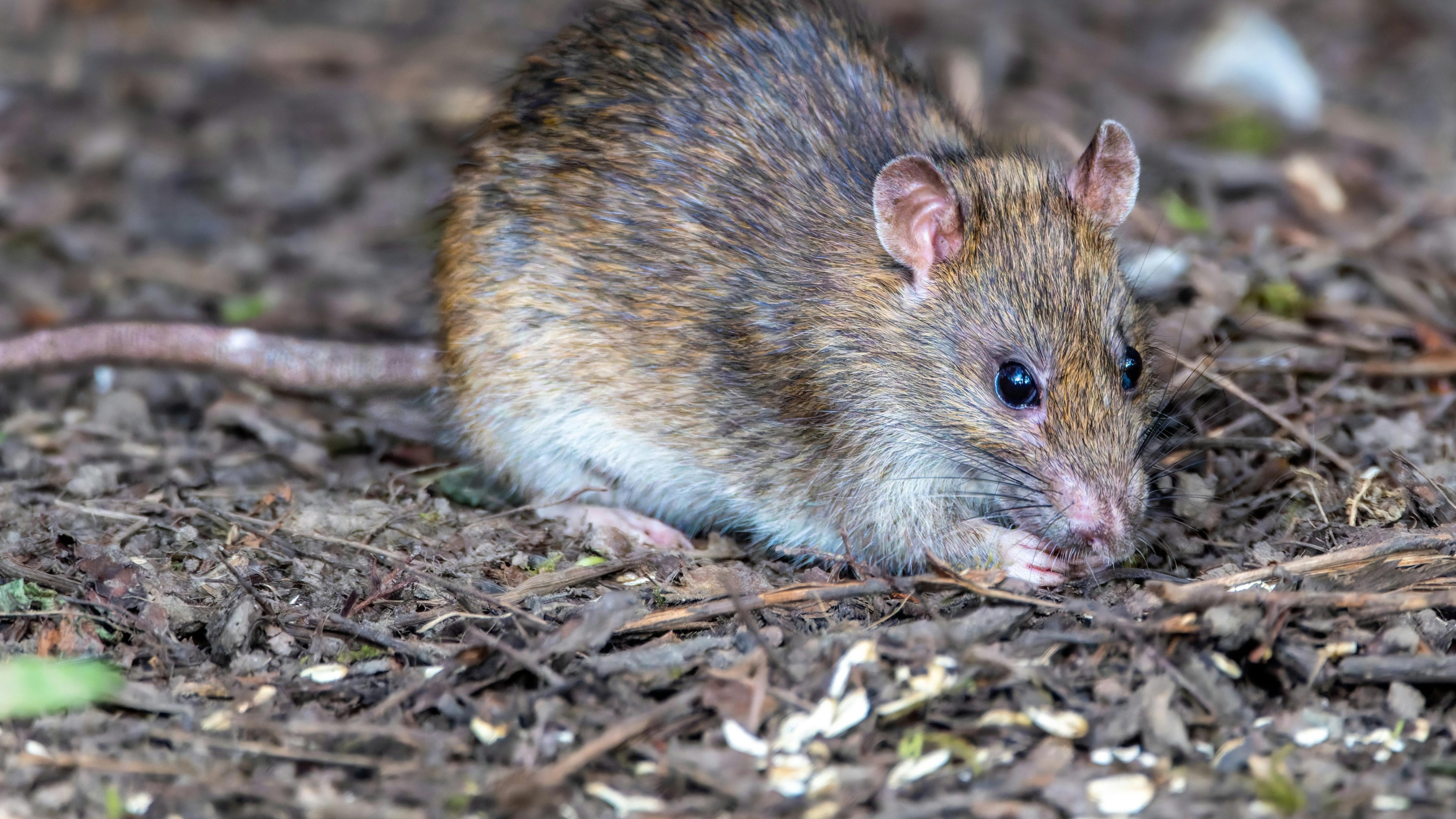 Roedores silvestres, como o rato na imagem, s&atilde;o os principais transmissores do hantav&iacute;rus, doen&ccedil;a letal que exige preven&ccedil;&atilde;o. -  (crédito: iStock)