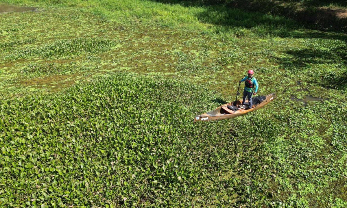 Invas&atilde;o de aguap&eacute;s no Rio Par&aacute; em Divin&oacute;polis, no lago da Usina de Gafanhoto &eacute; impulsionada por f&oacute;sforo e nitrog&ecirc;nio presentes em esgotos e fertilizantes 