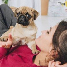 Acariciar um cão reduz pressão arterial? Ciência explica como a oxitocina acalma humanos e animais em segundos - Portal Giro 10