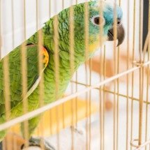 Por que papagaios falam? Entenda a siringe, a inteligência das aves e como elas aprendem a imitar humanos - Portal Giro 10