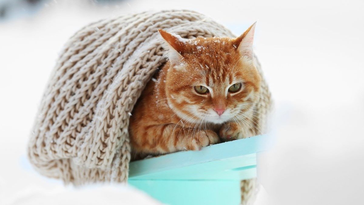 Garantir um abrigo quentinho &eacute; fundamental para o bem-estar dos pets nos dias de inverno, protegendo-os do frio. -  (crédito: pixelshot)