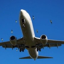 Bird strike: entenda por que colisões entre aviões e aves preocupam companhias aéreas e autoridades aeroportuárias - Portal Giro 10
