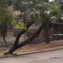 Árvore tomba em avenida e impede tráfego de ônibus em BH - Imagens Redes Sociais 