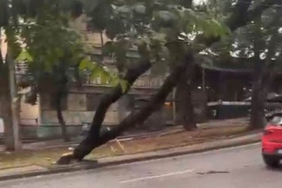 Queda de árvore atrapalha circulação de ônibus e caminhões na via sentido Praça da Assembleia  -  (crédito: Imagens Redes Sociais )
