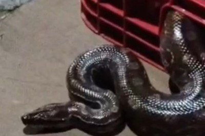 Cobra foi capturada pelo Corpo de Bombeiros -  (crédito: CBMMG)