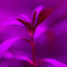 Por que fazendas urbanas usam luz rosa e roxa? A ciência dos LEDs que está revolucionando o cultivo de alimentos - Portal Giro 10